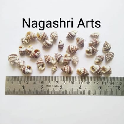 Brand Zero - Medium Size Seashells Design 1 - Pack of 20 Gms