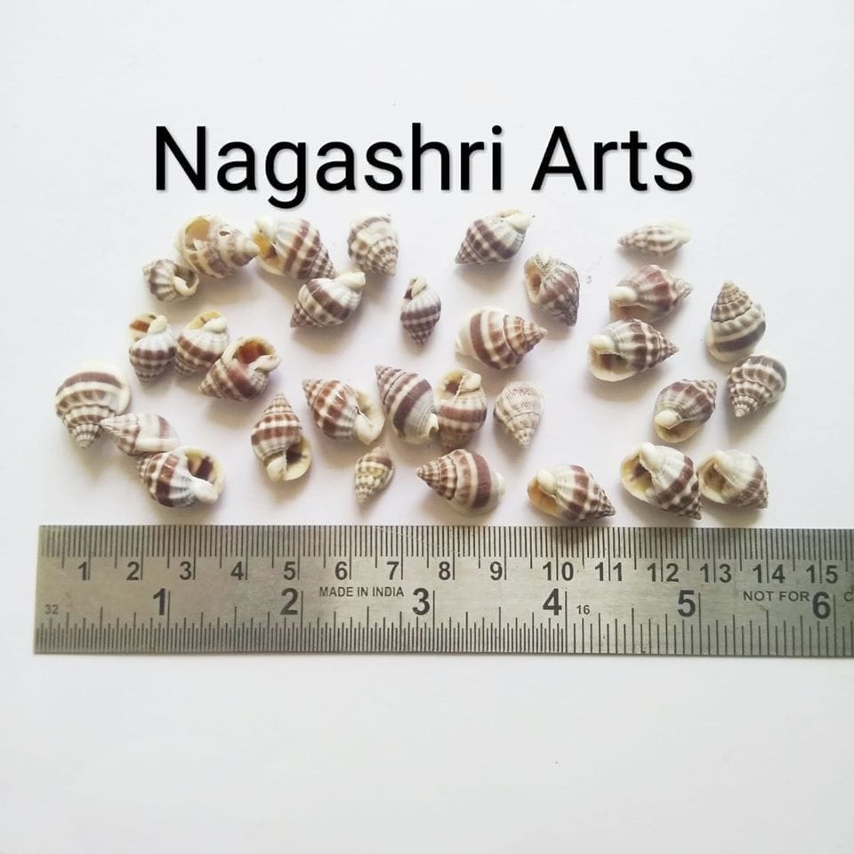 Brand Zero - Medium Size Seashells Design 1 - Pack of 20 Gms