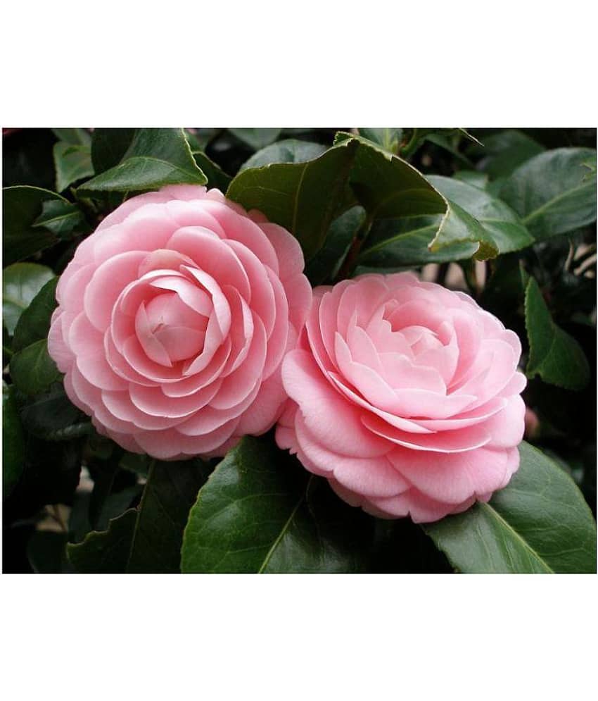 Nema Camellia flowers seeds - 50 Seeds