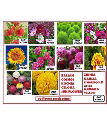 10 FLOWERS SEEDS COMBO MORE THAN 200 SEEDS PACK WITH FREE COCO PEAT AND USER MANUAL FOR GARDENING USE (DAHLIA,ZINNIA,FRENCH MARIEGOLD, GIANT YELLOW MARIEGOLD,CELOSIA,COSMOS,VERBENA,LUPIN,SUNGOLD,ASTER)