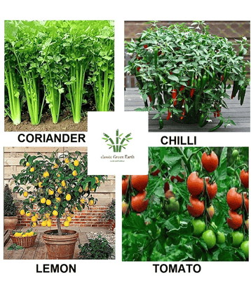 coriander + lemon +chili + tomato 200+ seeds with cocopeat