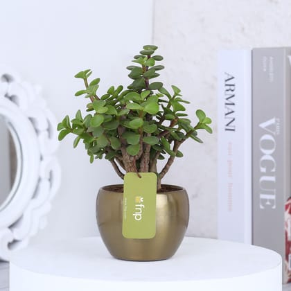 Christmas Jade Plant With Petal Pot