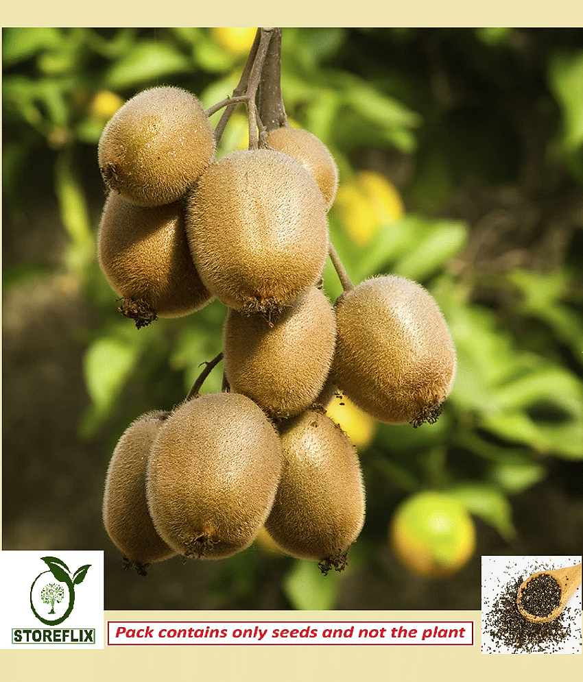 STOREFLIX Kiwi Fruit plant  100 seeds pack for home kitchen gardening