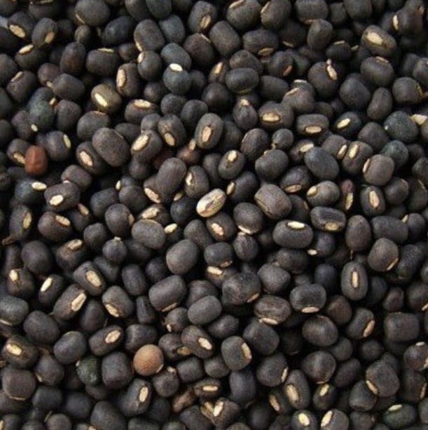 Nf urad sabut black 500G