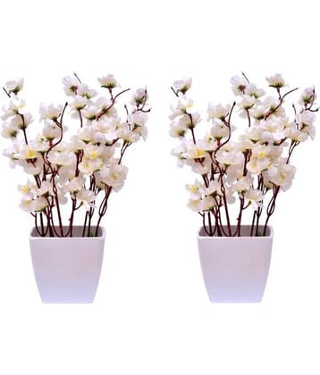 Green plant indoor Orchids White Flowers With Pot - Pack of 2