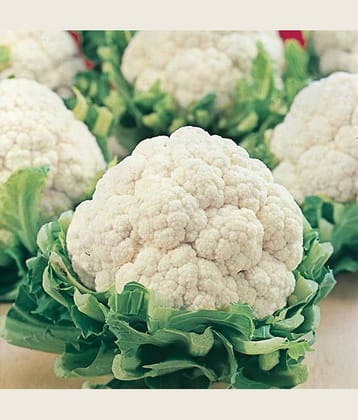 Hybrid Rare Cauliflower Seeds Pack for Indoor Garden