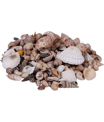 Vardhman Other Ceramic Natural Sea Shells Mix Size Pack of 500 gm ( Pack of 1 )