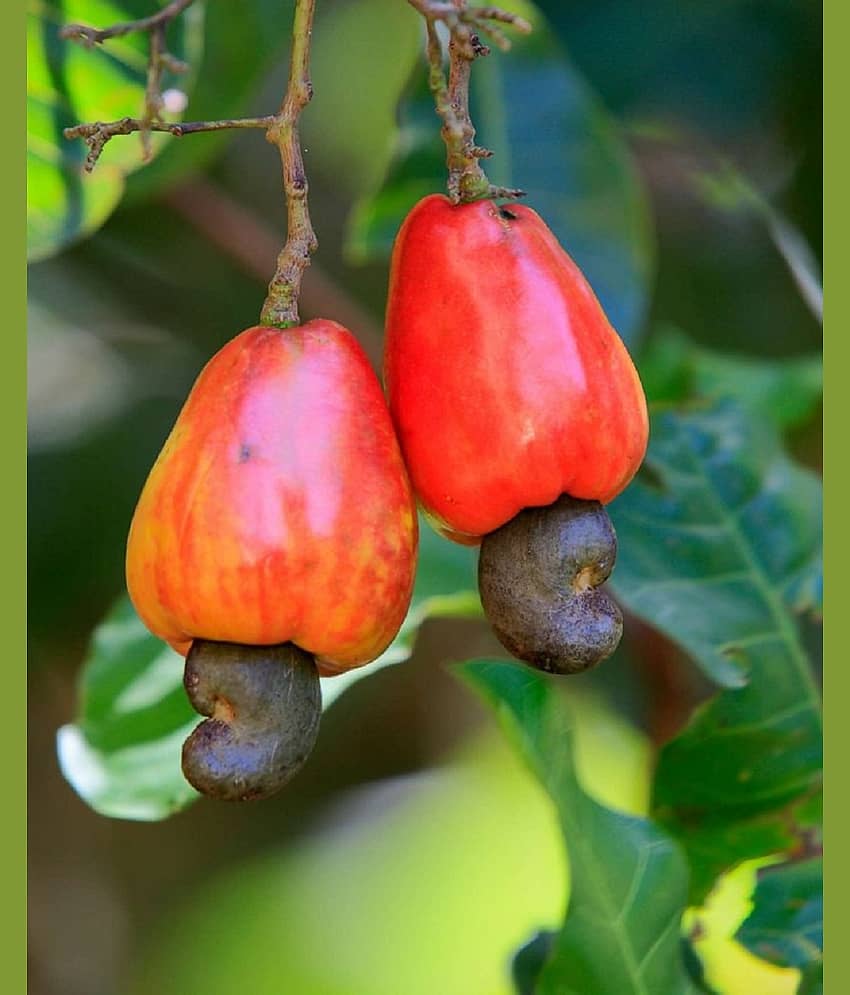Golden Hills Farm Cashew Nut Kaju Tree Seeds (Multicolour) 5 seeds