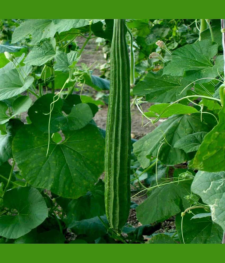 Green Ridge Gourd (Turai, Turiya Ke Beej) Vegetable Seeds Pack Of 30 | Organic | for Planting in Home Kitchen Terrace Balcony Gardening