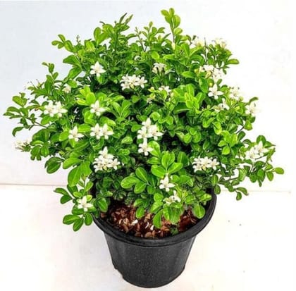 Jasmine flower plants