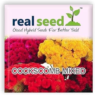 Cockscomb Mixed Hybrid Imported Flower Seeds