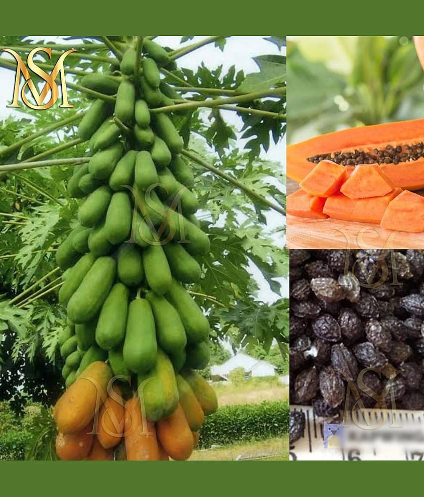 MS HQ Papaya Seed / Seeds 50