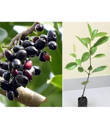 Cloud Farm Outdoor Fruit Plant ( Pack of 1 )