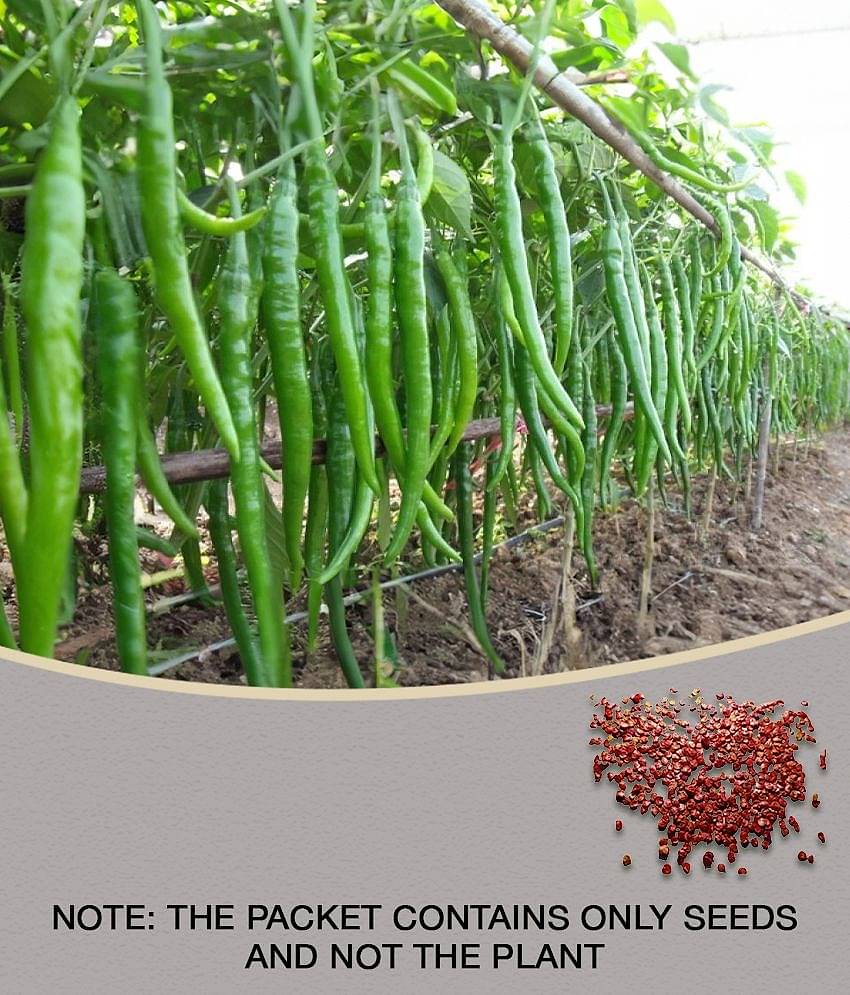 HOT CHILLI PEPPER DESIRE SEED (PACK OF 50 SEED X 1 PER PKTS)