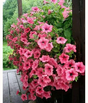 Petunia Flower Seeds - 100 Seeds Pack