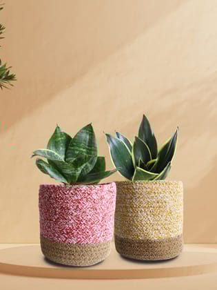 Lotus Snake Plants Duo