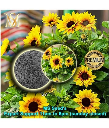 MS small sunflower seeds
