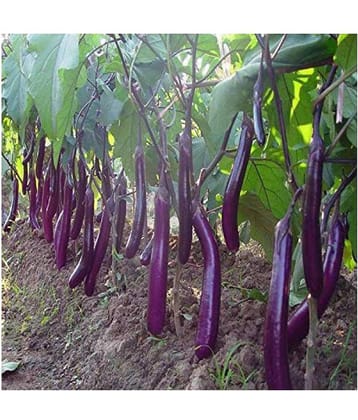 Long Purple Brinjal ( Best Quality Seeds ) - 100 Seeds Per Pack