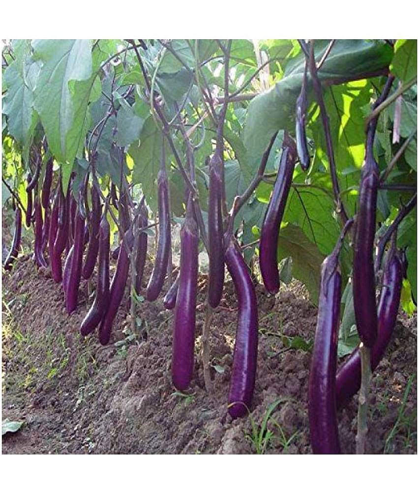 Long Purple Brinjal ( Best Quality Seeds ) - 100 Seeds Per Pack