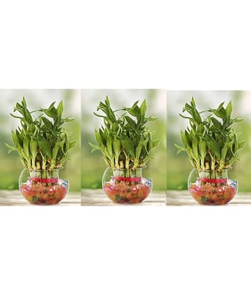 Green plant indoor - Green Wild Artificial Flowers With Pot ( Pack of 3 )