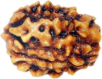 Real Seed Natural 3 Mukhi Rudraksha (3 Face Rudraksha) Lab Certified Rudraksha, Three Face Rudraksha