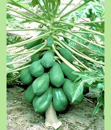 sky star agro & co. - Papaya Fruit ( 50 Seeds )