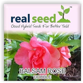 Balsam Rose Double Mixed Flower Seeds