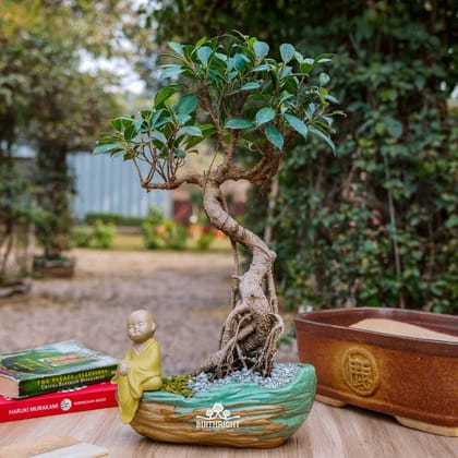 Birthright || Ficus S Shape || Plant Birthright || Ficus S Shape || Plant