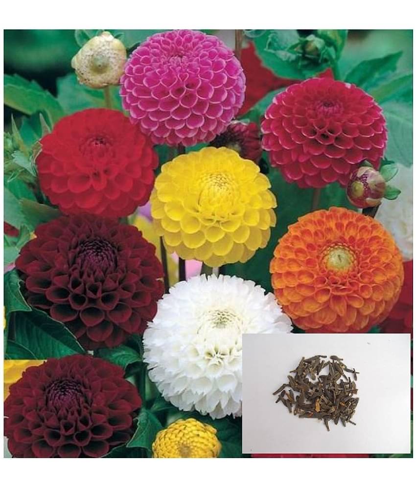 OLD STORE Flower Seeds : Long Lasting Flower Dahlia-Mixed 100 SEEDS Garden Seeds Packet (18 TYPES FLOWER ) Garden PACK WITH MANUAL
