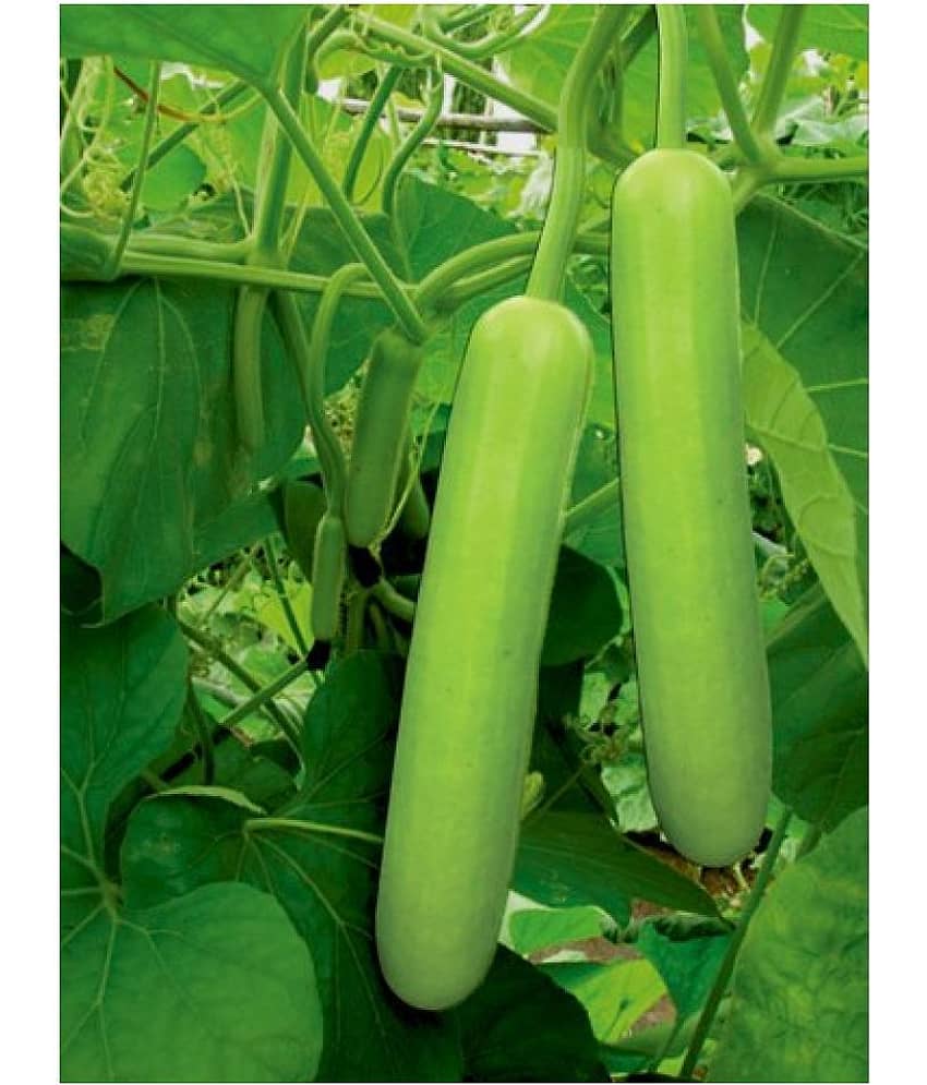BS SEEDS BOTTLE GOURD LONG SEEDS (PACK OF 20 SEEDS X 1 PACKET)+ Instruction Manual