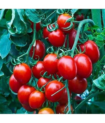 Infintegreen Cherry Tomato Vegetable ( 100 Seeds )