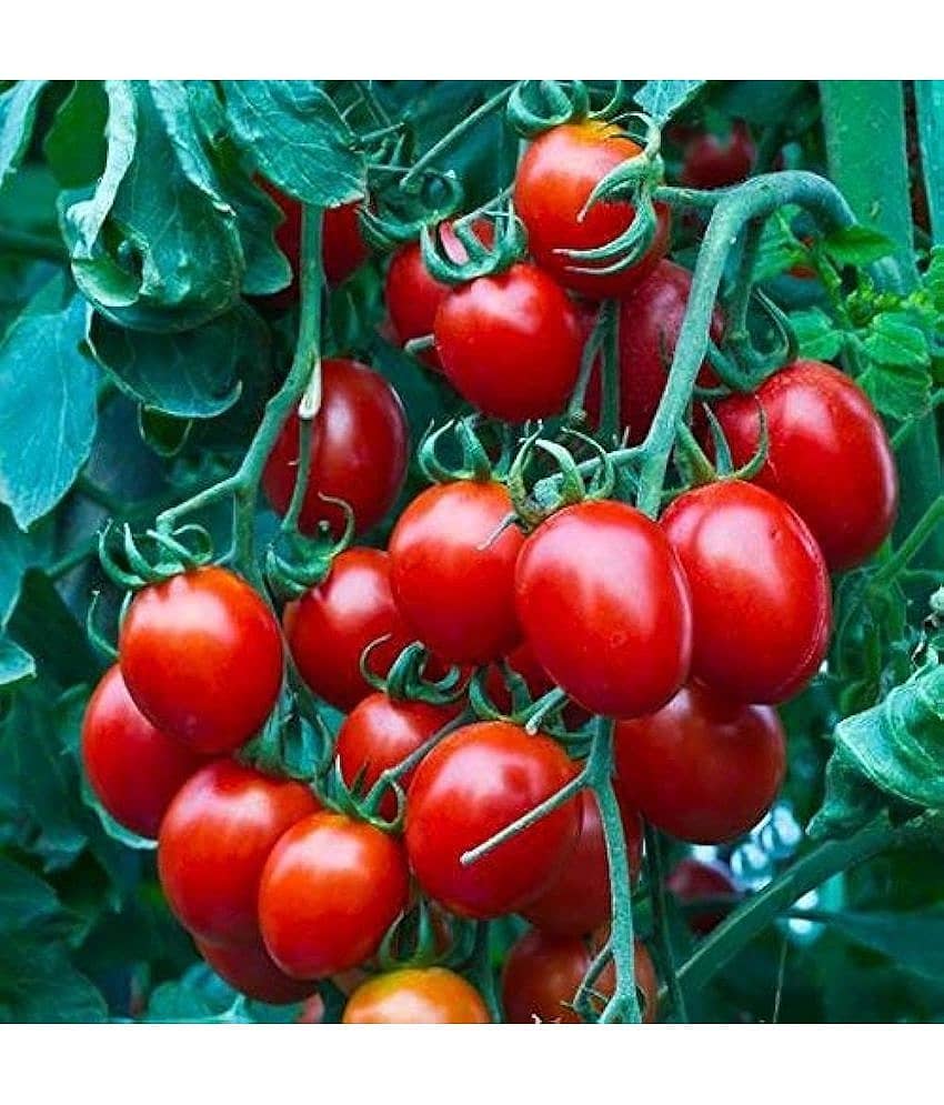 Infintegreen Cherry Tomato Vegetable ( 100 Seeds )