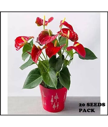 ANTHURIUM PLANT 20 SEEDS COMBO PACK WITH FREE COCO PEAT AND USER MANUAL FOR INDOOR AND OUTDOOR HOME GARDENING USE
