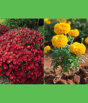 Homeagro Seeds Combo - Chrysanthemum Flower ( 50 seed ) and petunia Hybrid flower mix ( 50 seed)