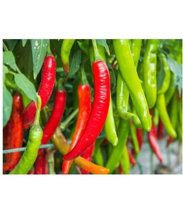 Sadabahar Chilli/Mirch Seeds - Pack of 50