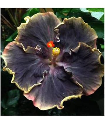 siya hibiscus flowers hybrid seeds
