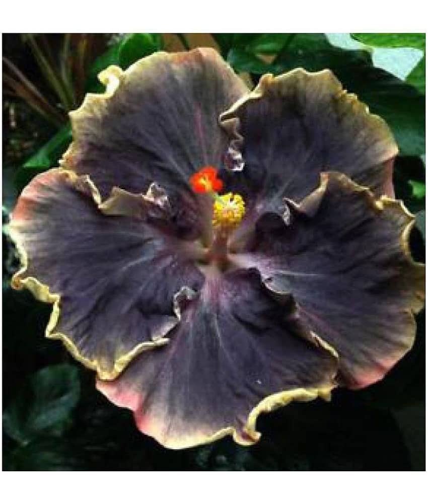 siya hibiscus flowers hybrid seeds