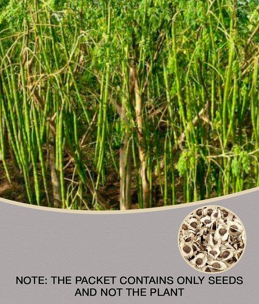 ORGANIC Moringa Seeds ODC3 Variety Hybrid Drumstick Seeds 15 (Saijan ki Phalli,Saragavo)