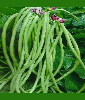 LiveNature Cowpea/Lobia Seeds | Long Yard Bean Vegetable Plant Seeds | Best for Home Garden & Terrace – Pack of 100 Seeds