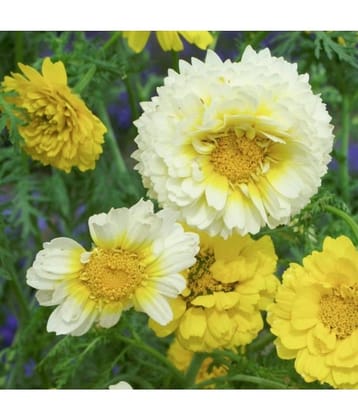 homeagro - Chrysanthemum Flower ( 50 Seeds )