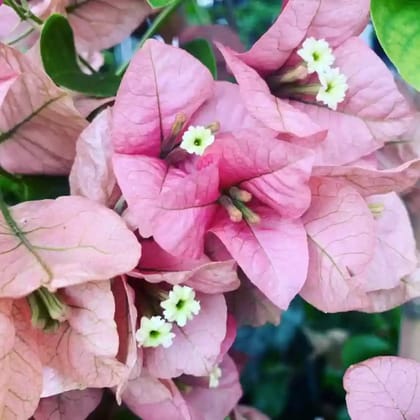 Bougainvillea flower plant for home garden