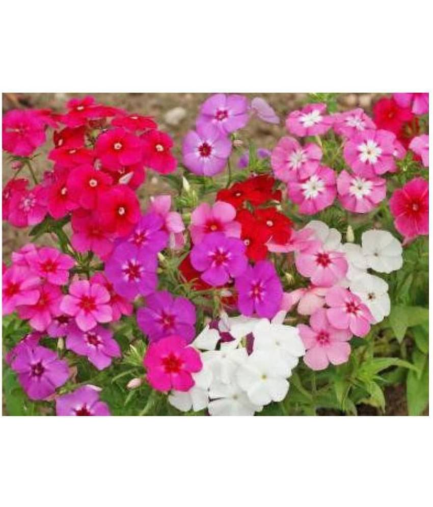 Phlox Mixed Colors Winter Flower Seeds with Coco Peat Seed Starter