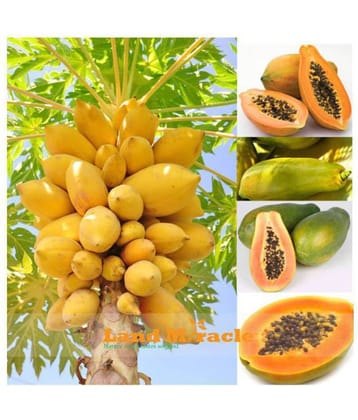 Fruit Seeds Papaya Seeds Fruit Seeds For Home Garden In India Bonsai Suitable Fruit Seeds Garden Pack