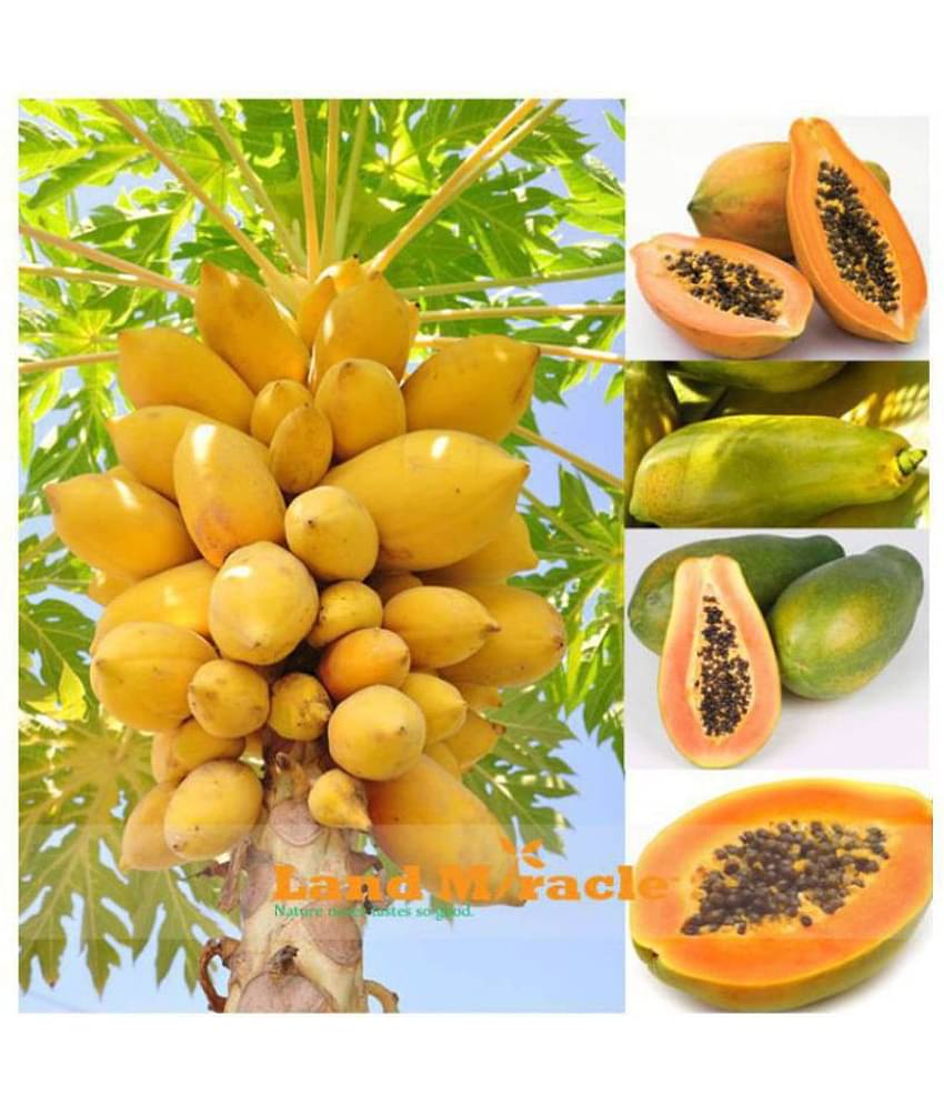 Fruit Seeds Papaya Seeds Fruit Seeds For Home Garden In India Bonsai Suitable Fruit Seeds Garden Pack