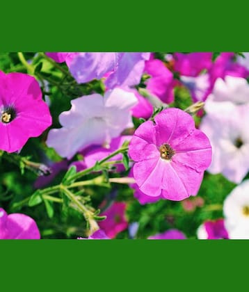homeagro - Petunia Mixed Flower ( 50 Seeds )