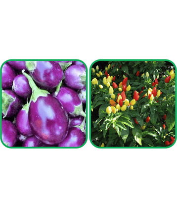 Aero Seeds Ornamental Chilli ( 30 Seeds) And Brinjal Purple Round ( 30 Seeds) Vegetable Seeds Pack