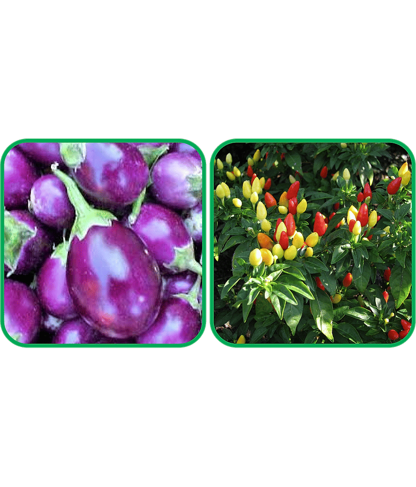 Aero Seeds Ornamental Chilli ( 30 Seeds) And Brinjal Purple Round ( 30 Seeds) Vegetable Seeds Pack