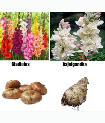 CLASSIC GREEN EARTH - Flower Seeds ( 4 bulbs combo of gladiolus ranigandha )