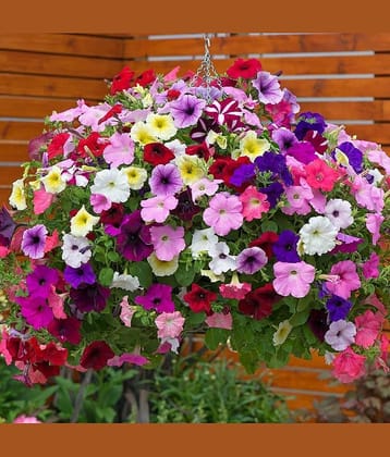 Petunia Mix Color Flower Seeds for Home pots And Gardening (Pack Of 30)