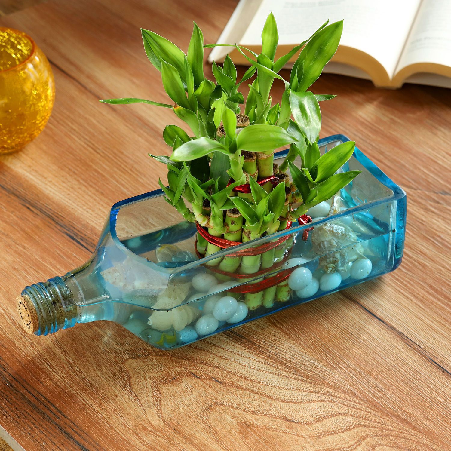 Lucky Bamboo Bombay Sapphire Bottle Planter
